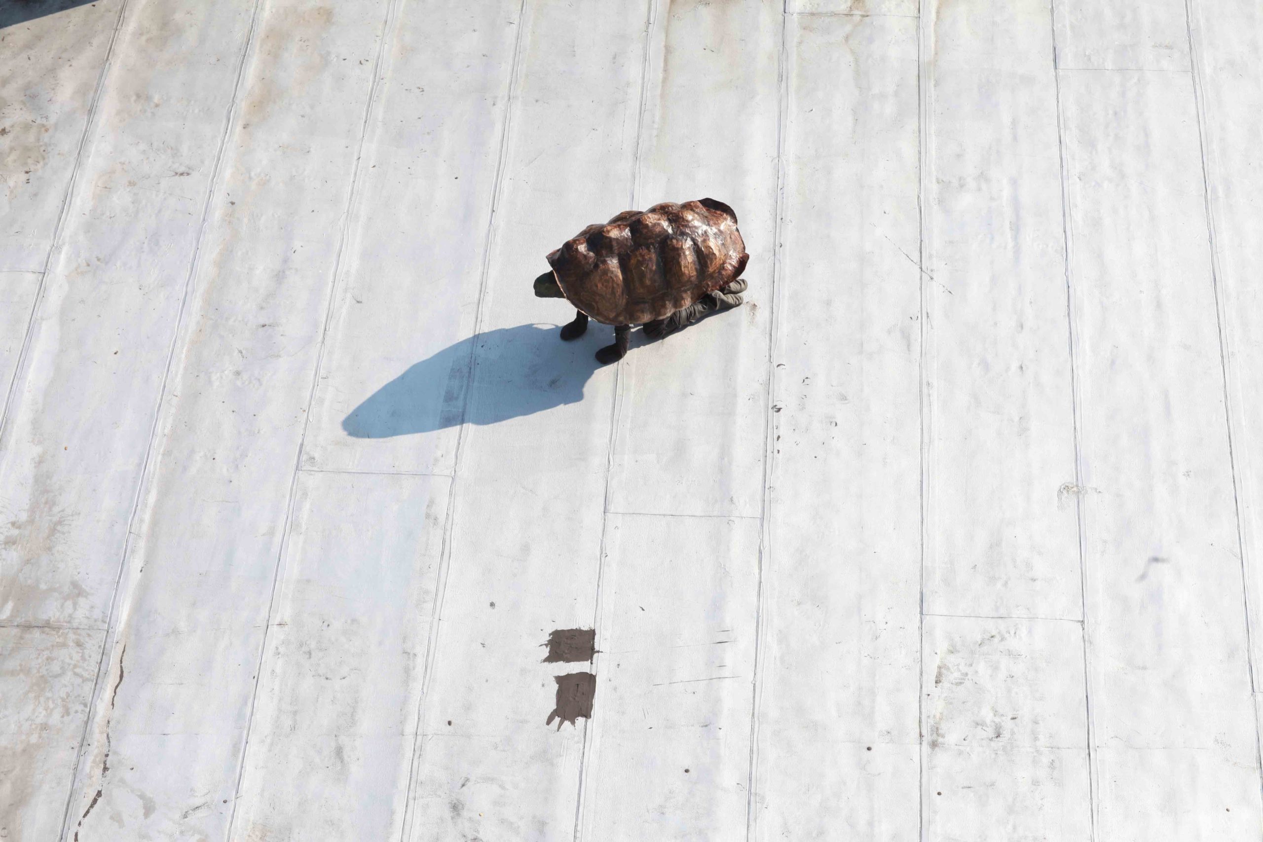 Eduardo Navarro: timeless alex (Fig. 2)