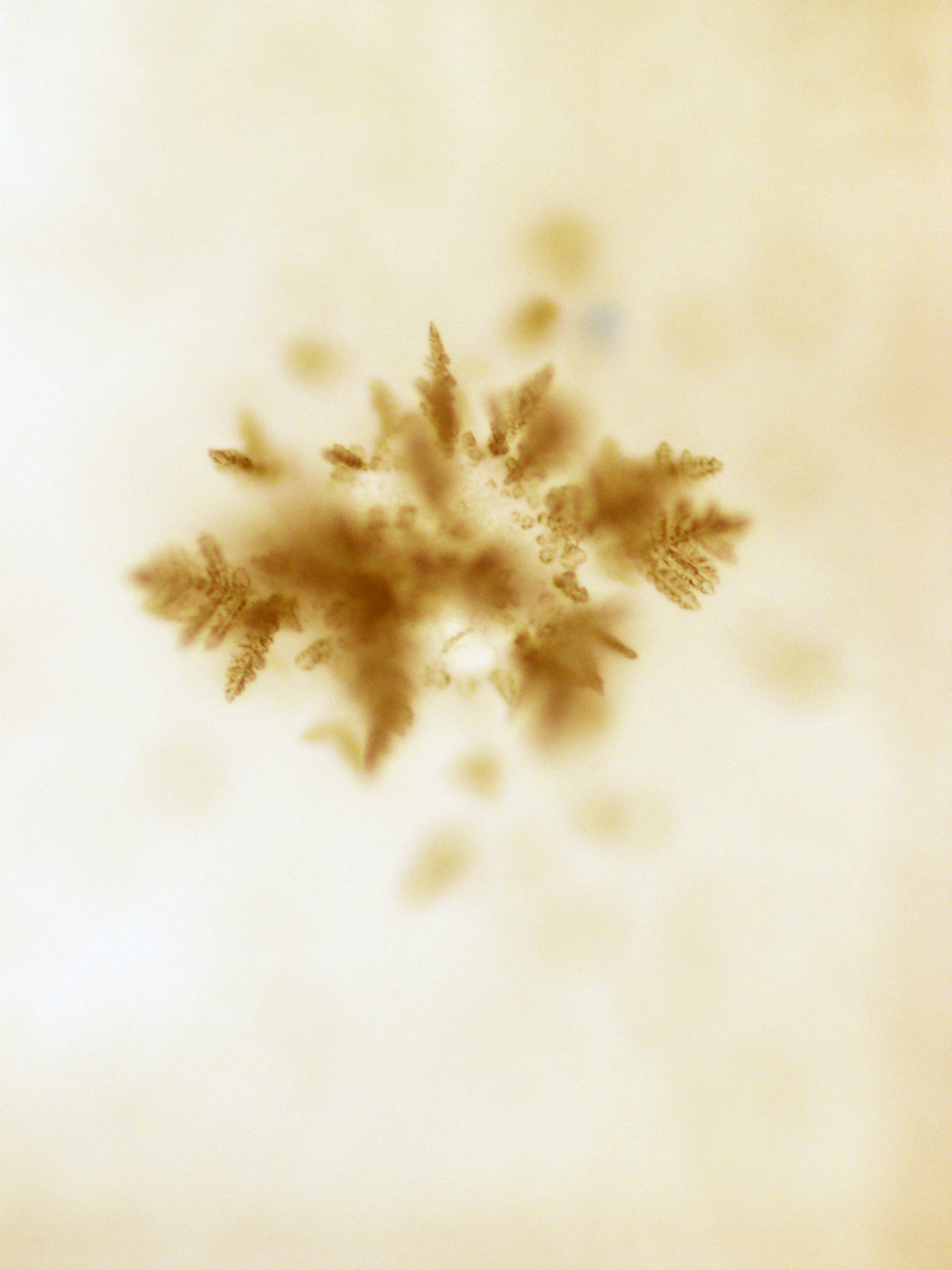 Eduardo Navarro: homeopathic treatment for río de la plata (Fig. 2)