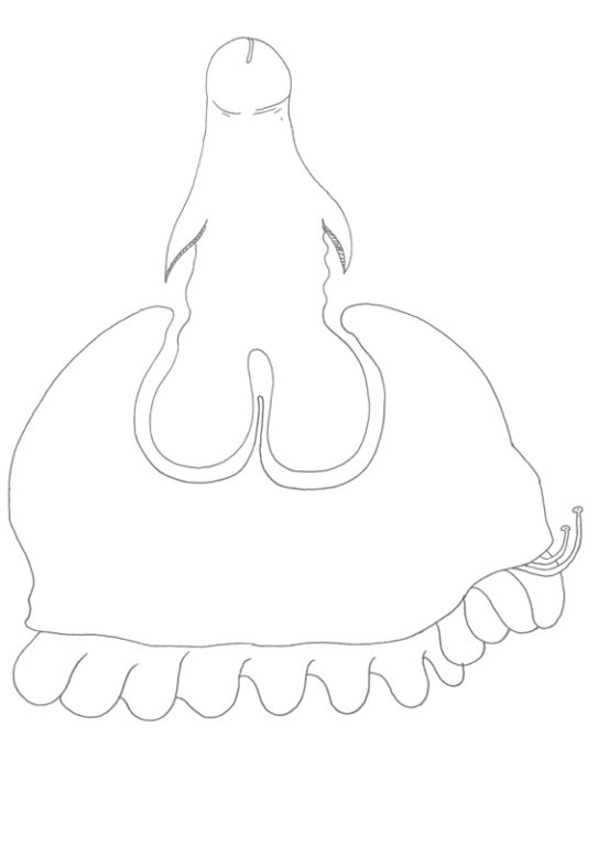 Eduardo Navarro: Drawings (Fig. 646)