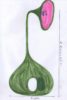 Eduardo Navarro: vegetal ear (Fig. 34)