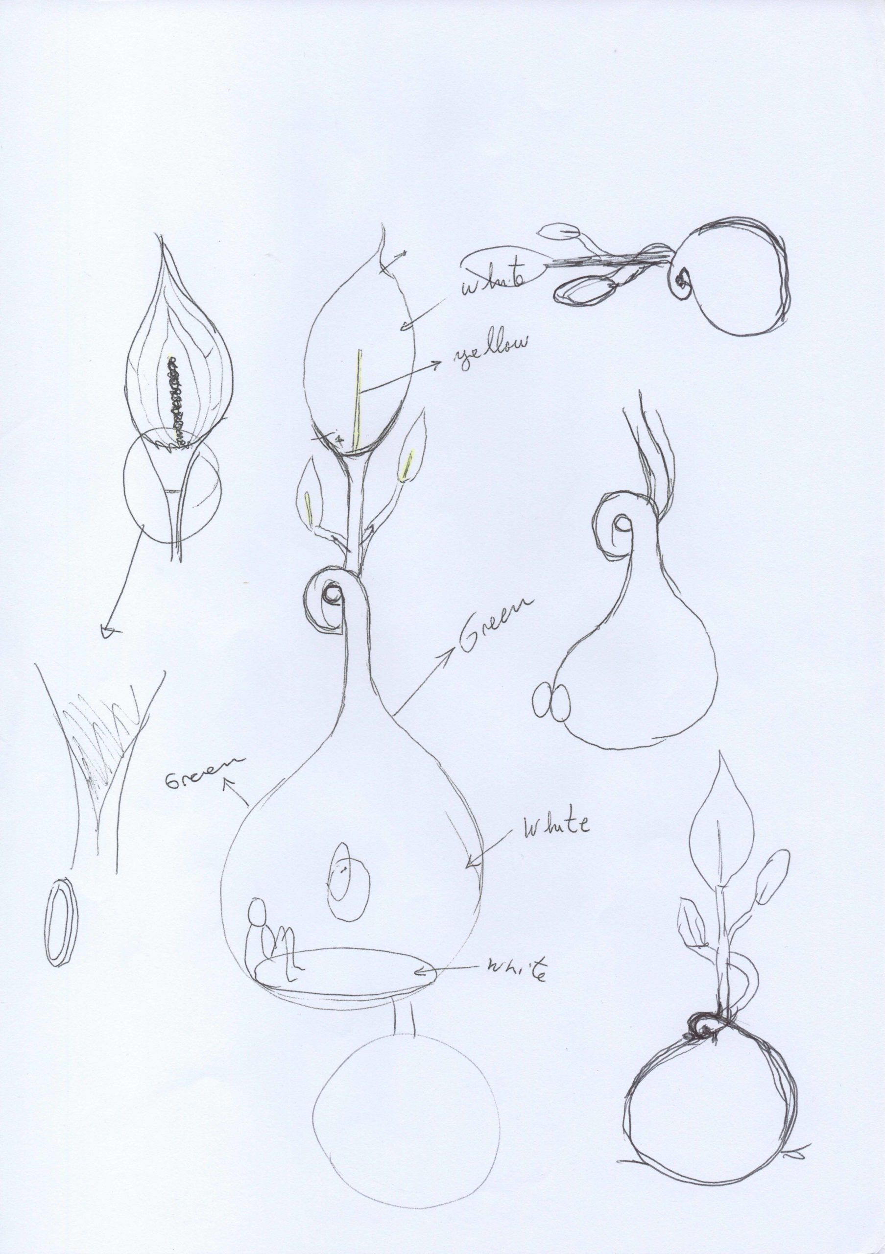 Eduardo Navarro: spathiphyllum auris (Fig. 17)
