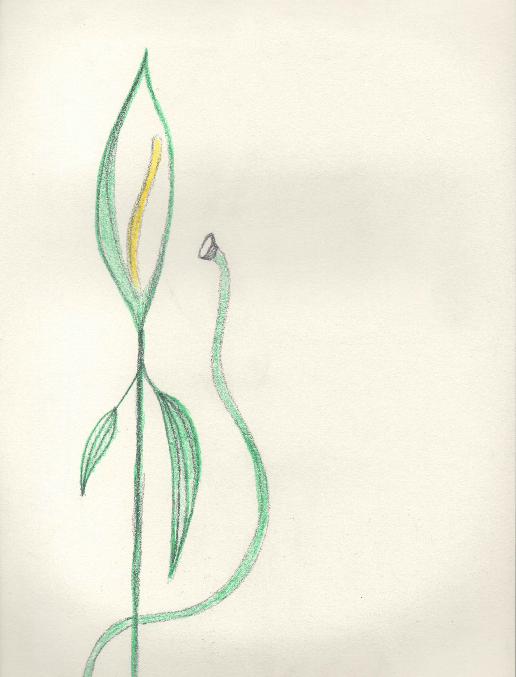 Eduardo Navarro: spathiphyllum auris (Fig. 10)