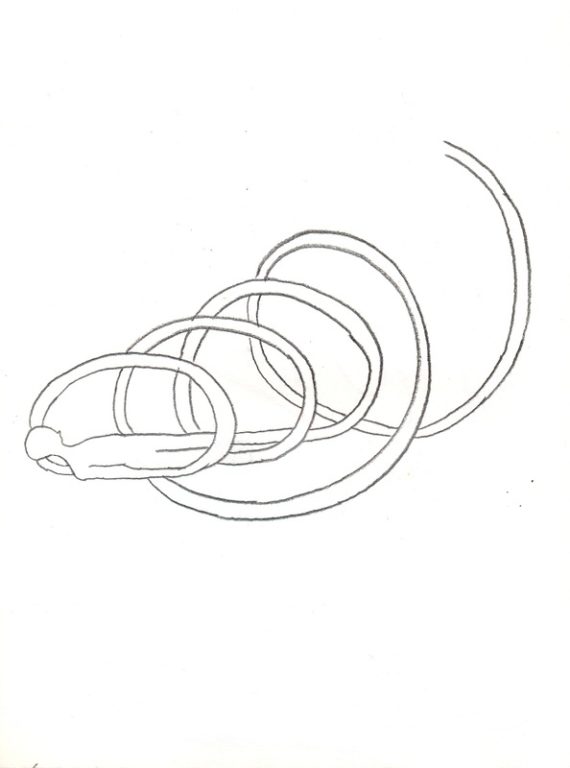 Eduardo Navarro: Drawings (Fig. 8)
