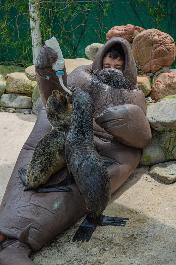 Eduardo Navarro: f.o.c.a (Fig. 2)