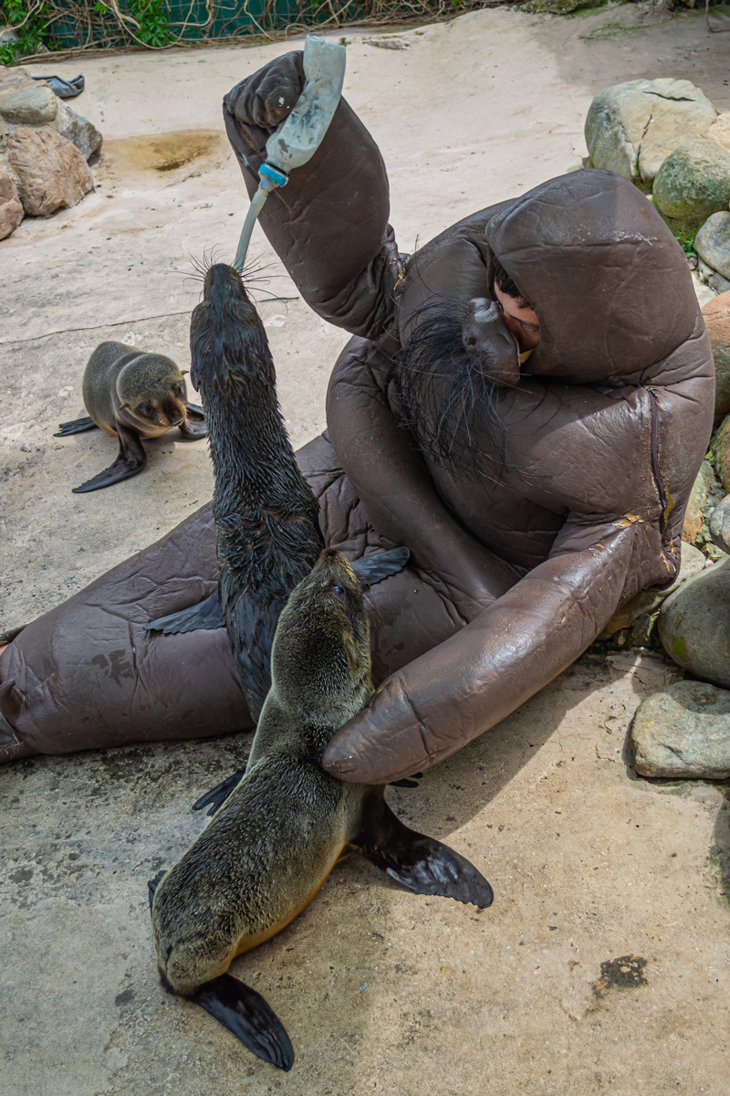 Eduardo Navarro: f.o.c.a (Fig. 6)