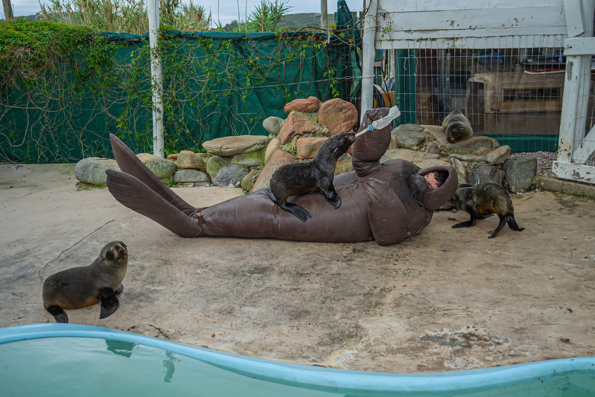 Eduardo Navarro: f.o.c.a (Fig. 4)