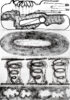 Eduardo Navarro: f.o.c.a (Fig. 24)