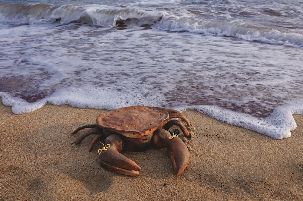 Eduardo Navarro: Carcinization 2025 (Fig. 1)