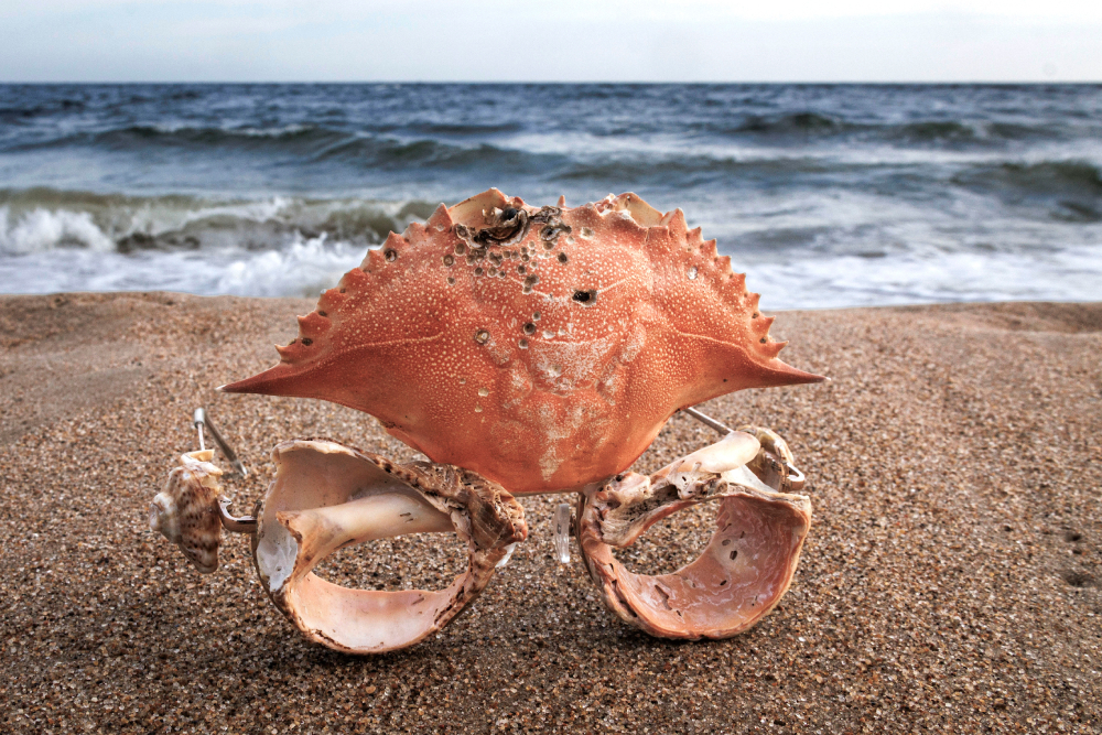 Eduardo Navarro: Carcinization 2025 (Fig. 3)